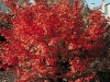 Acer Palmatum